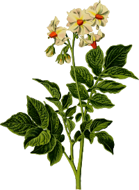 Potato plant