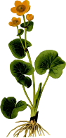 Marsh marigold 2
