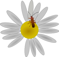 bug on a flower