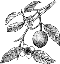 Guava