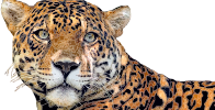 Jaguar Cat