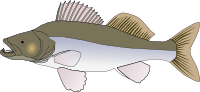 pikeperch
