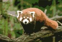 Red Panda