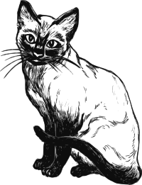 Siamese cat