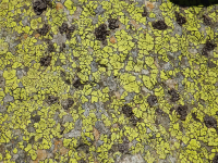 Lichen-covered stone 4