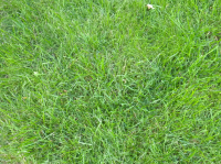 Grass 8