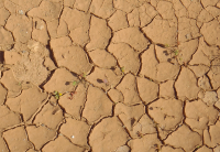 Cracked mud 7