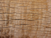 Cut tree trunk