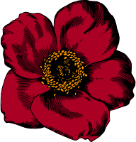 Flower 96 (colour)
