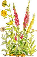 Flowers 15