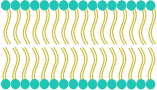 Cell Membrane