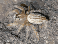 Thiodina puerpera female 02