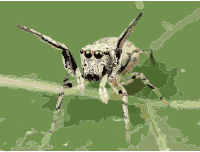 Kaldari Zygoballus rufipes female 02