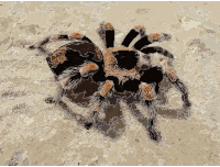 Brachypelma smithi 2009 G03