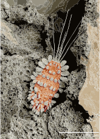 Peacock mite, Tuckerella sp
