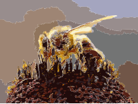 Bees Collecting Pollen 2004-08-14