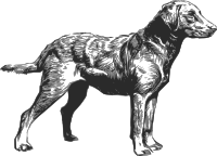 chesapeake bay retriever