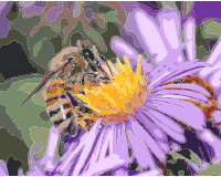 European honey bee extracts nectar