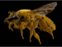 Diphaglossa gayi, f, side, chile 2014-08-04-18.17.33 ZS PMax (14732584979)