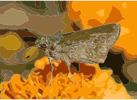 Dark Small-branded Swift