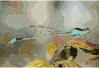 Damselfly October 2007 Osaka Japan