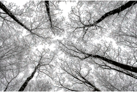 Trees Without Leaves