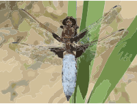 Libellula depressa