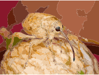 Kaldari Curculio occidentis 01