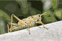 Grasshopper 2