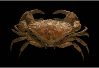Cancer bellianus Johnston 1861 stuffed museum La Rochelle