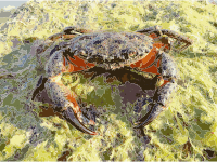 Eriphia verrucosa male 2009 G5