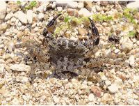 Pachygrapsus marmoratus 2008 G1