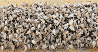 Gooseneckbarnacles