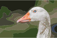 Domesticated goose head, Chaguaramal, Venezuela