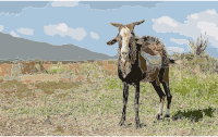 Capra aegagrus hircus in isla Margarita