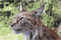 Lynx lynx-4