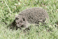 Erinaceus roumanicus 2013 G5