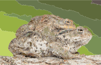 Amplexus Bufo bufo 2010-03-29