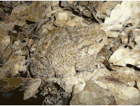 Bufo bufo 2009 G1