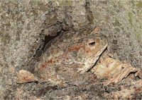 Bufo bufo 2015 G3