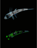 Shortnose greeneye Chlorophthalmus agassizi