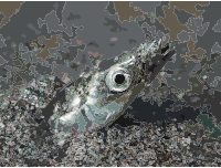 Ammodytes hexapterus