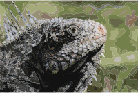 Iguanidae head from Venezuela