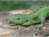 Lacerta agilis male 2011 G2