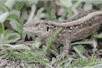 Lacerta agilis female 2013 G2