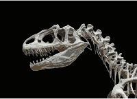 Allosaurus fragilis moulage MNHN paleontologie 1