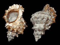 Tutufa bufo 2010 G1