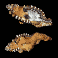 Cymatium lotorium 2010 G1