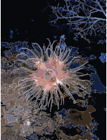 Actinostola