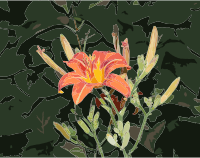 Hemerocallis fulva 2012 G1